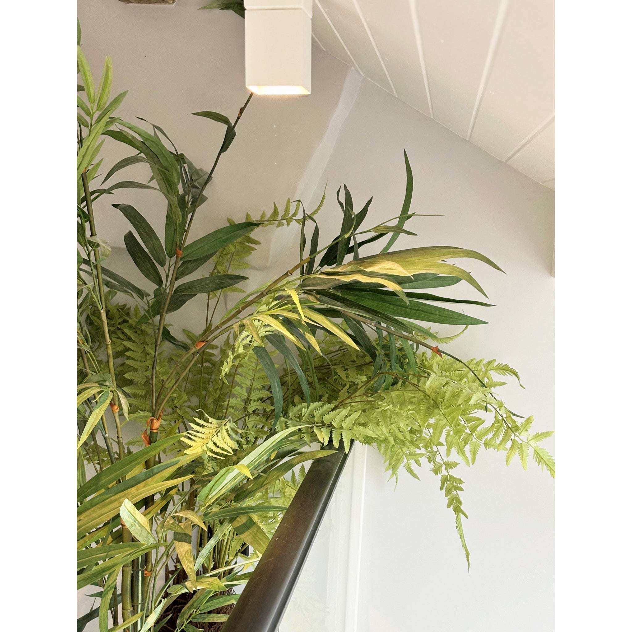 Large Tracheophyta Plant